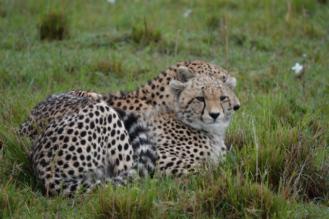 A baby cheetah snuggled against his mother, resting in the plains of the private Mara North Conservancy of Kenya.