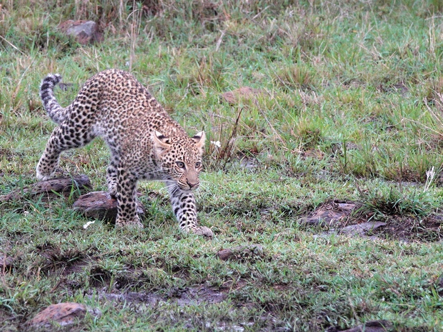 A leopard cub prowls through the green grasses of Kenya's private Mara North Conservancy.