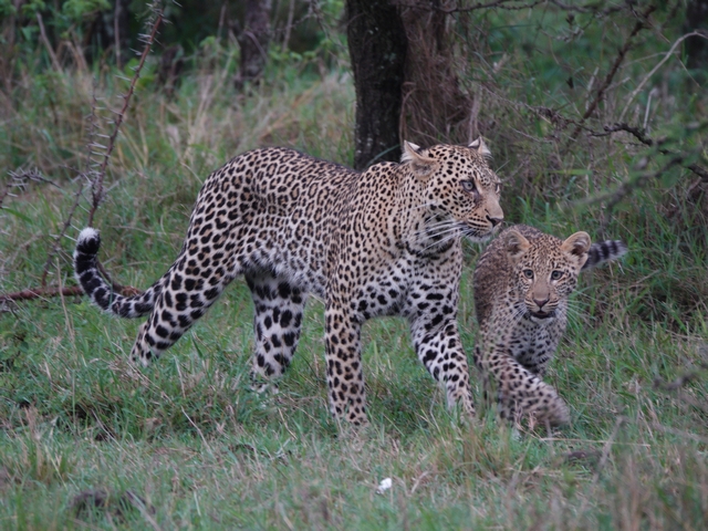 A mother leopard walks next to her eight-month-old cub in the green grasses of Kenya's private Mara North Conservancy.