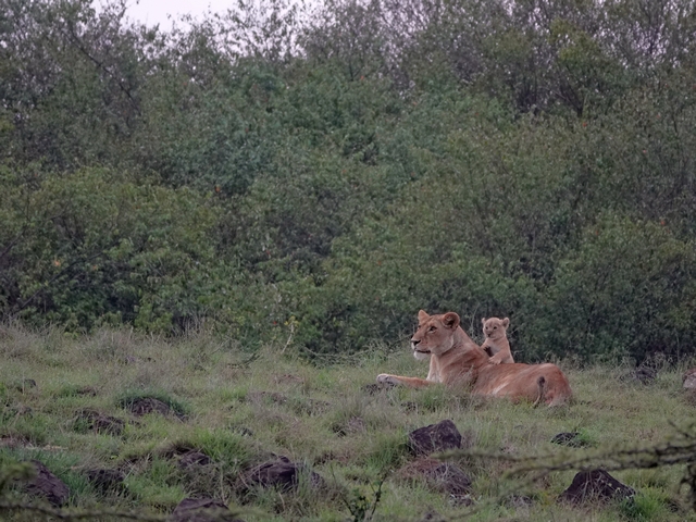 A tiny lion cub stands up with its paws on it's mother's back as she rests in the grass of Kenya's private Mara North Conservancy.