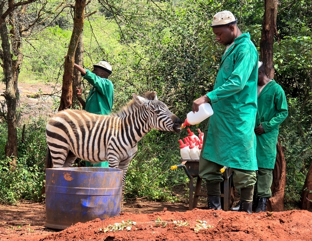 A keeper at the Sheldrick trust feeds baby zebra Notty a bottle of warm milk.