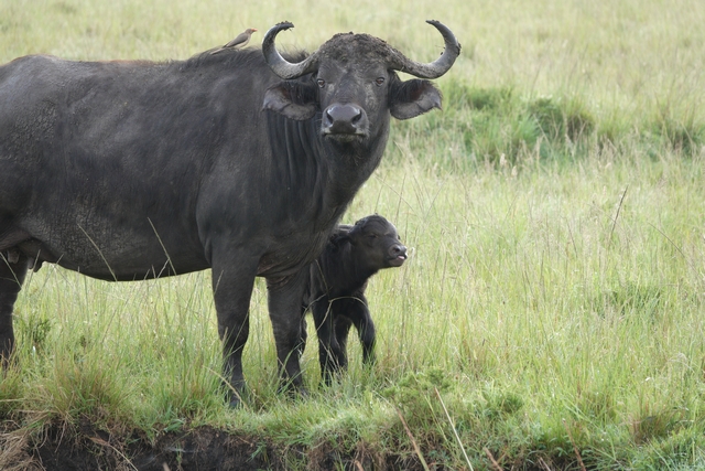 A newborn cape buffalo calf looks tiny standing next to its mother, surrounded by green grass, in Kenya's private Mara North Conservancy during a February safari.
