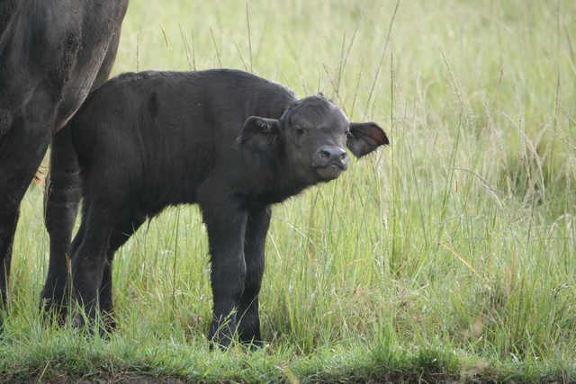 Close-up image of a three-week-old baby cape buffalo calf standing in the tall grass of Kenya's private Mara North Conservancy, with its ears spread wide as it listens to the sound of a safari vehicle.