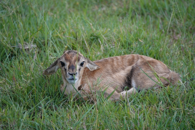 Close-up of a newborn Thompson's gazelle calf lying in the grass to hide from predators in Kenya's Mara North Conservancy.