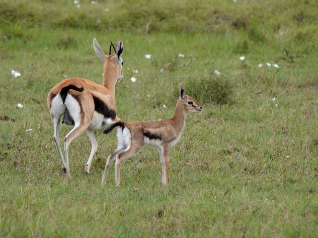 A three week old thompson's gazelle calf standing next to its mother, with white flowers in the grass, in Kenya's private Mara North Conservancy.
