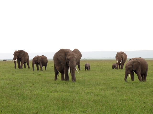 An elephant family of eight, with two tiny baby elephants, scattered across the green grass of Kenya's private Mara North Conservancy in February.