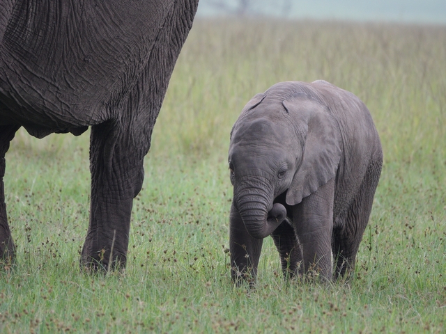 A baby elephant with itsw ears flattened and trunk curled, standing in the grass of Mara North Conservancy next to its mother.