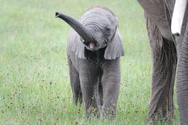 A baby elephant showing its pink tongue as it lifts its trunk in the air to sniff a passing safari vehicle in Kenya's private Mara North Conservancy.
