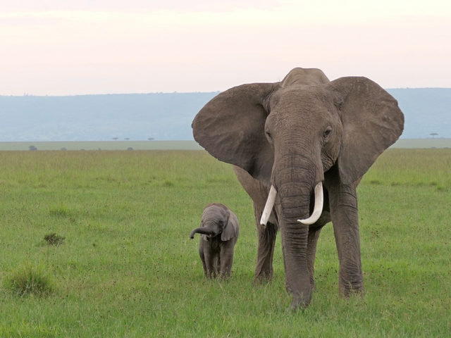 A baby elephant looks tiny standing next to its enormous mother with her large, curved tusks. The hills of the Oloololo Escarpment are visible behind them in Kenya's private Mara North Conservancy.