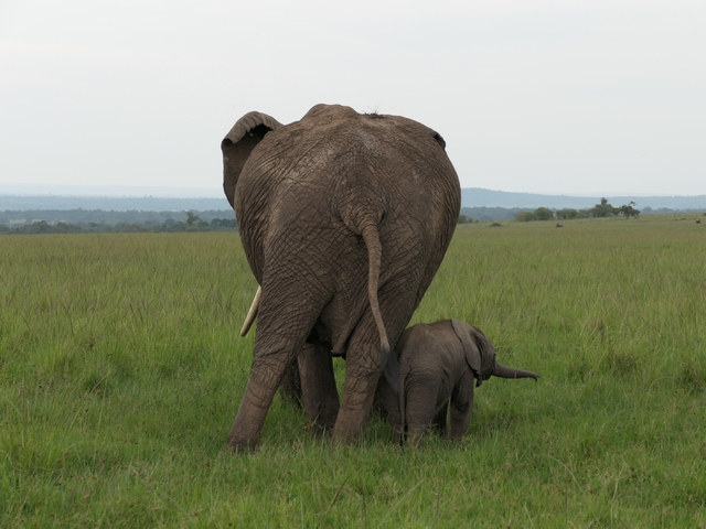 Rear view of the butts of a giant female elephant standing next to her tiny calf in Kenya's Mara North Conservancy.
