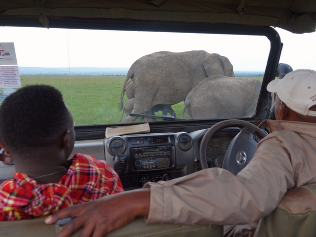 Two Maasai safari guides sit in the front of a safari vehicle, peering out at a family of elephants crossing close in front of their vehicle.