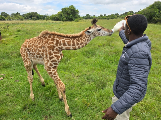 A two-month-old baby griaffe named Julian drinks from a bottle held by a ranger at the private Lorien rhino sanctuary adjacent to Loirien Mara in the private Partakilat Conservancy, Kenya.