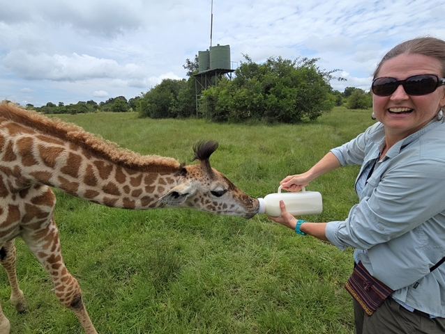 A visitor on safari smiles as she bottle-feeds Julian, an orphaned baby giraffe, at the Loirien Mara private rhino reserve in the private Partakilat Conservancy of the Maasai Mara.