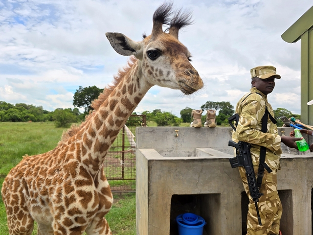 A baby giraffe peering curiously at the camera as a park ranger looks on behind him, with the giraffe already taller than the ranger at just two months old.
