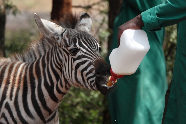 A close-up portrait of Notty, a baby zebra orphan rescued by Nairobi's Sheldrick Wildlife Trust, drinking a bottle of warm milk.