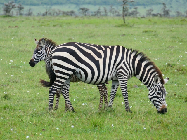 A baby zebra pokes its head out from behind its mother, who is grazing on the green grasses of Kenya's private Naboisho Conservancy near the Maasai Mara.