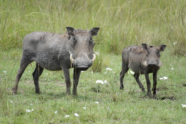 Two warthogs, one baby and one adult, looking straight at the camera in front of tall grasses in Kenya's private Naboisho Conservancy near the Maasai Mara.