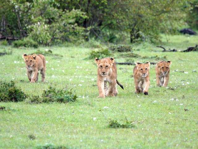 Four lion cubs walking toward the camera in the green grasses of Kenya's private Naboisho Conservancy, adjacent to the Maasai Mara.