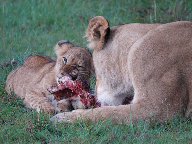 A baby lion feasting on a zebra carcass next to its mother in Kenya's private Naboisho Conservancy, adjacent to the Maasai Mara.