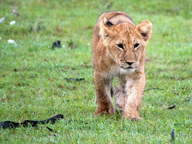 A lion cub walking toward the camera in Kenya's private Naboisho Conservancy, adjacent to the Maasai Mara.