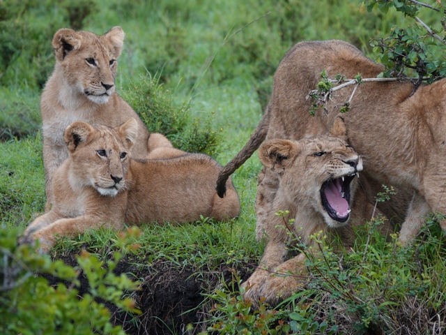 Four lion cubs piled up in the green grass of the Naboisho private Conservancy in Kenya, with two cubs watching while another yawns.