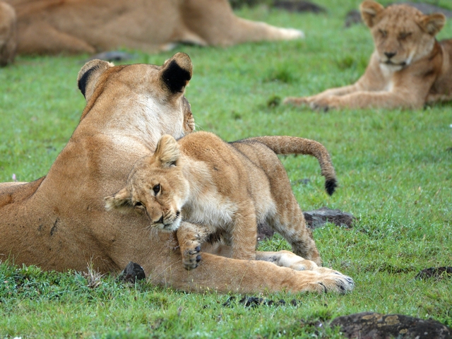 A lion cub rubs against its mother, with another mother and cub out of focus in the background.