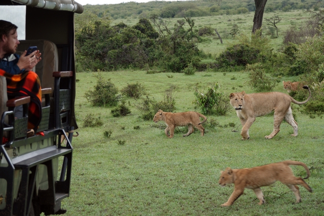 A mother lion and three cubs walk just behind an open safari vehicle in Kenya's private Naboisho Conservancy, as a tourist takes photos from the vehicle.