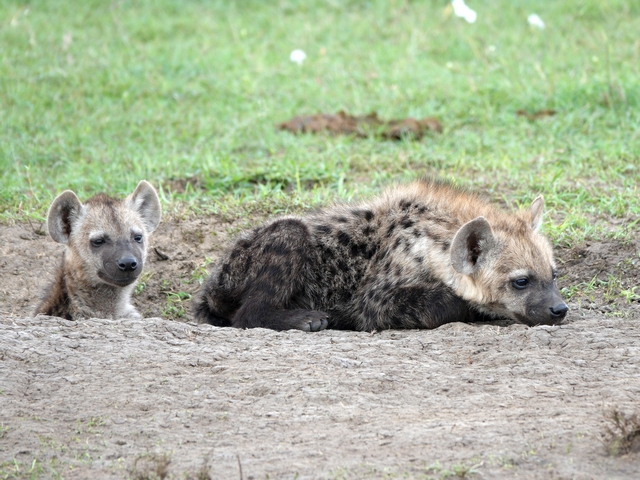 A hyena cub pops its head out of a den as its sibling lies next to the den in Kenya's Naboisho Conservancy.