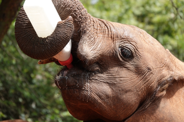 A portrait of an orphaned baby elephant rescued by the Sheldrick Trust drinking milk from a bottle, while holding the bottle in its trunk.