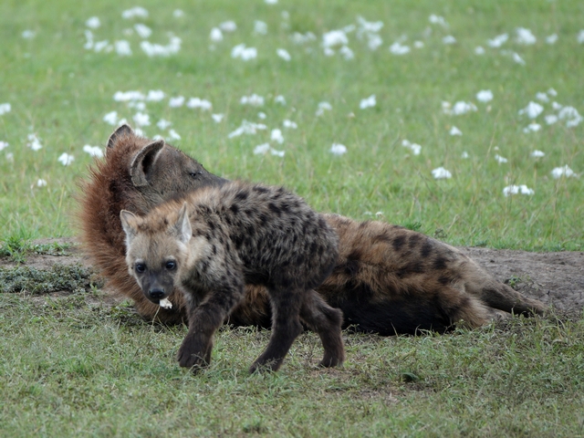 A fuzzy spotted hyena cub walks toward the camera as its mother lies behind it, looking out for predators in Kenya's private Naboisho Conservancy near the Maasai Mara.