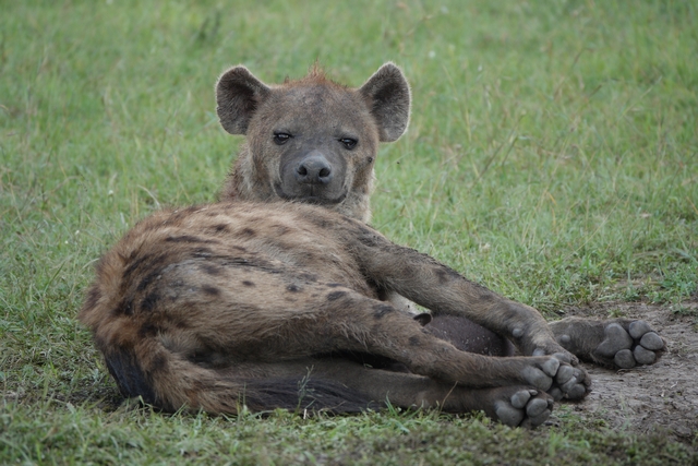 A mother hyena lying on the ground with her head perked up and ears alert. If you look closely you can see a tiny newborn nursing at her belly.