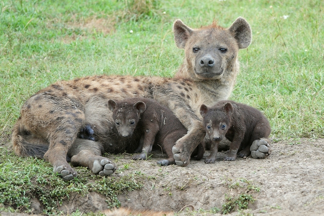 A mother hyena lying on the ground next to her den with two infant cubs near Asilia's Nabosiho Camp in a private reserve near the Maasai Mara.