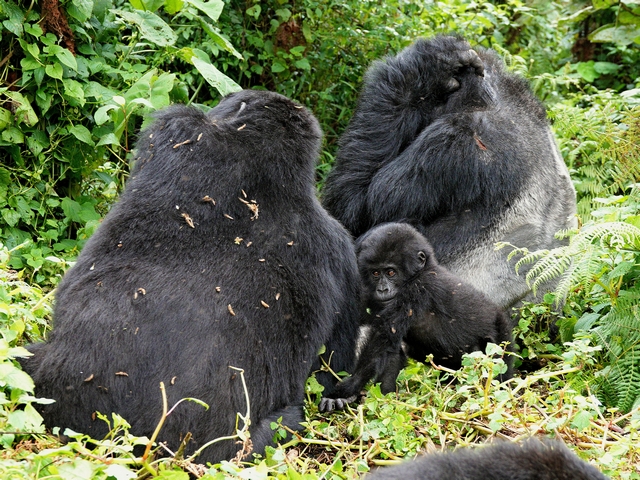 A small, fuzzy baby gorilla sitting next to a silverback and female adult, surrounded by lush foliage in Uganda's Bwindi Impenetrable Forest. These gorillas are the Posho Group in the Nkuringo Sector.