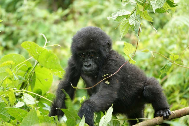 A tiny gorilla balances on a branch amidst the dense foliage of Ugnada's Bwindi Impenetrable Forest during a gorilla habituation trek with the Bikinge Group in the Rushaga Sector.