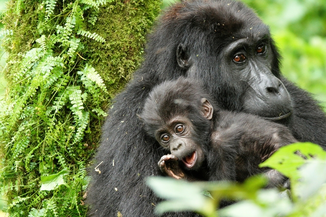 A mother gorilla from the Posho Group in Nkuringo Sector, Bwindi Impenetrable Forest in Uganda, holds her baby, who appears to be calling with an open mouth.