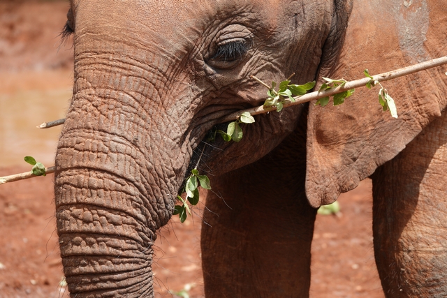An orphaned baby elephant rescued by the Sheldrick Trust in Nairobi eats a branch covered in leaves during a morning feeding.