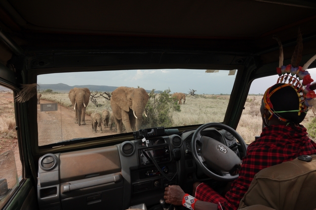 A Samburu safari guide at Lewa Wilderness sits at the steering wheel of a safari vehicle as a family of elephants with babies approaches, as seen through the windshield.