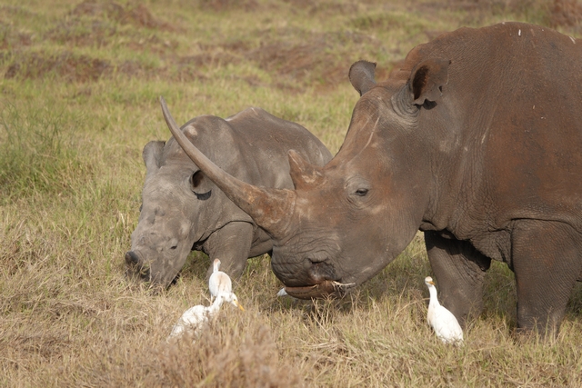A mother white rhino and her calf grazing grass next to several cattle egret in Kenya's Lewa Conservancy in Laikipia.