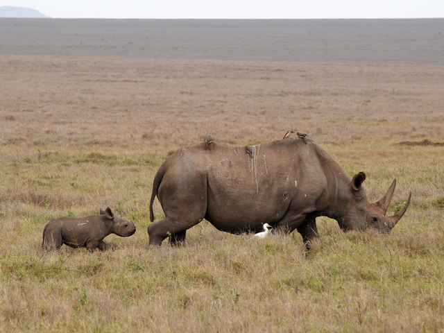 A mother black rhino and her one-month-old calf trot across the plains of Lewa Conservancy in Laikipia, Kenya. Three oxpeckers perch on the adult rhino's back and a cattle egret is standing next to her.