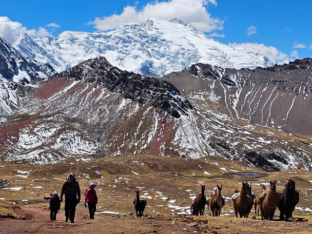 A group of trekkers and pack llamas walk toward the camera, with the towering, glaciated massif of Apu Ausangate dominating the mountainous landscape behind them.