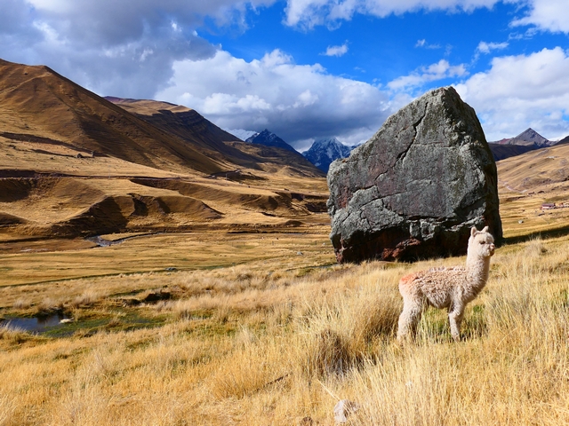 A lone alpaca is dwarfed by a giant boulder nearby in the yellow grasslands near Peru's Chillca Lodge, with distant high peaks near Ausangate visible beyond.