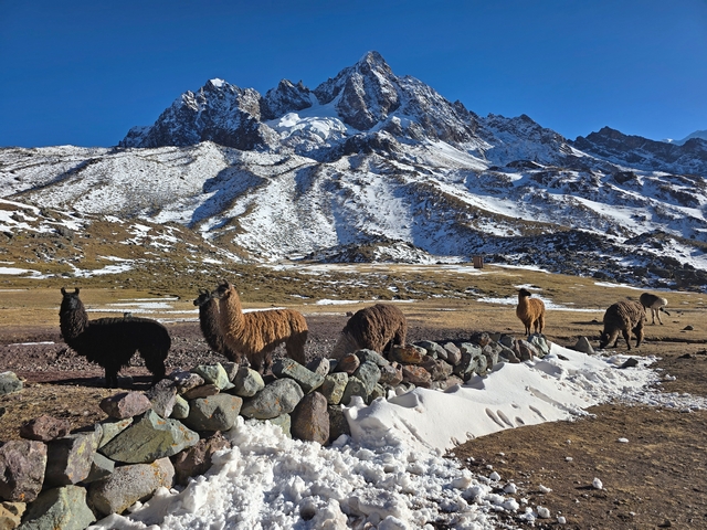 Six curious llamas look at the camera, with a snowy, rocky peak and clear blue skies behind them.