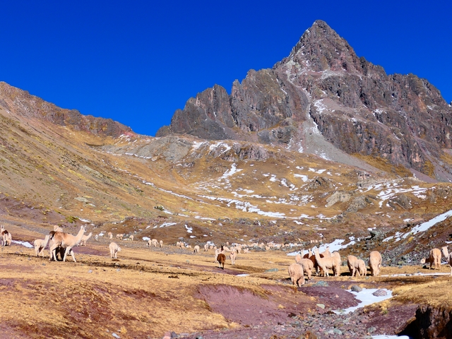 Dozens of alpacas grazing in front of a red rocky mountain near Anantapata Lodge on the Trail of the Apu Ausangate in Peru.