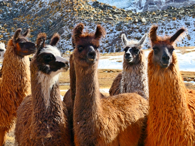 Close-up shot of the faces and necks of five red and brown llamas looking at the camera, their ears alert.