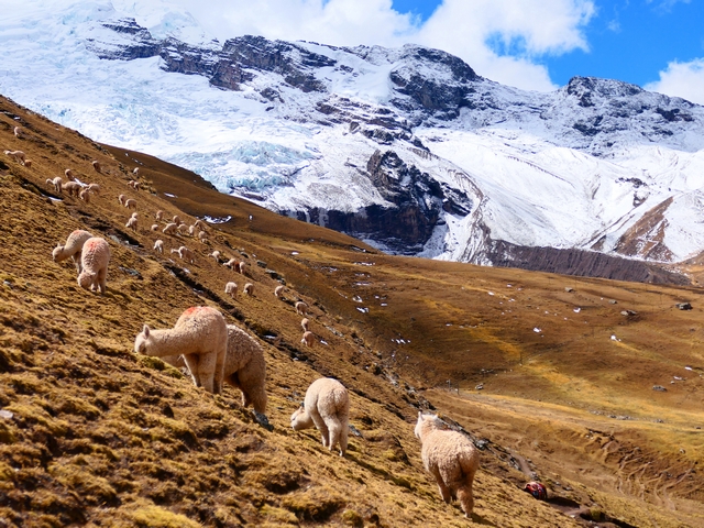 Dozens of fluffy white alpacas graze on a steep grassy hillside in Peru, with the glaciated slopes of Apu Ausangate in the background.