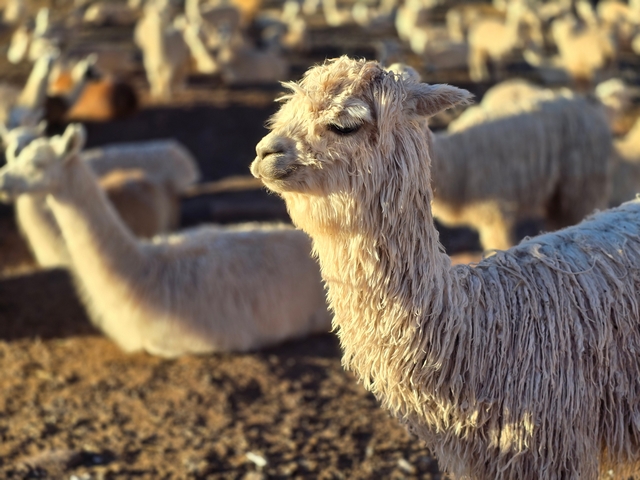 Portrait of a white alpaca bathed in morning sunlight, with the rest of the herd visible behind it.