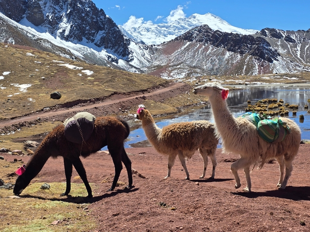 Three pack llamas graze in front of a beautiful blue lake, with the glaciated slopes of Ausangate Mountain visible in the background.