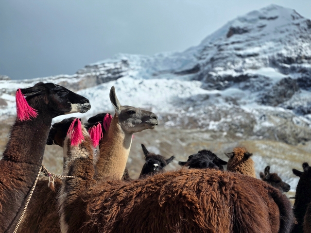 A small herd of llamas adorned with pink ear tassels gaze up at the sacred apu Ausangate just beyond them.