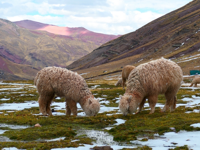 Two alpacas graze grass during a rain and hailstorm outside Anantapata Lodge near Ausangate, peru.