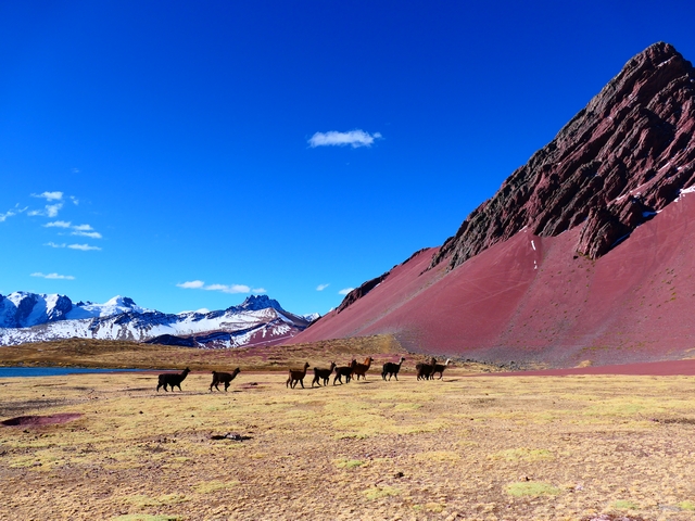 A dozen brown llamas graze in a flat area underneath the red, jagged, triangular summit of Chachacomayoc Mountain in Peru's Ausangate Region.